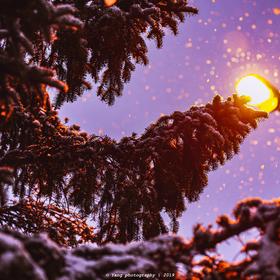 家乡的雪夜，松树在路灯的辉映下镶上了一层淡淡的鎏金...