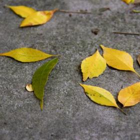 校园一角落的台阶，落满了叶子，突发奇想，拿手边的落...