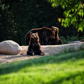 北京野生动物园——熊