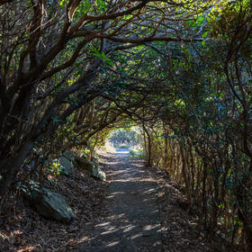 五岛的林间小路，去灯塔的路上，有一段像隧道一样，因...