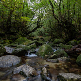 屋久岛里的林间小溪。