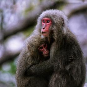 在屋久岛的西部林道，遇到一群猴子，小猴子依偎在妈妈...