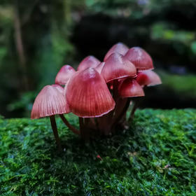 屋久岛林中的小蘑菇。
