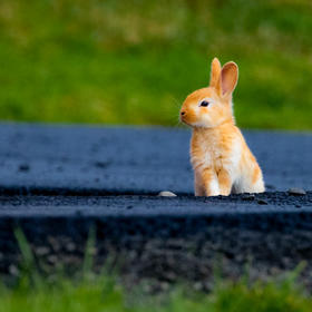 取景：冰岛北部民宿外的小野兔，长焦抓拍。

曝光：...