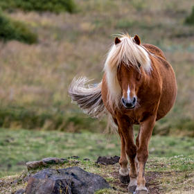 取景：冰岛西部的野马做主体

曝光：

虚实：主体...