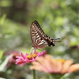 姥姥家的院子里种了一些花，拿着相机出门刚好一只蝴蝶...