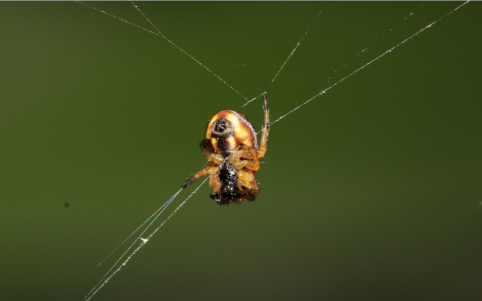 倒挂的蜘蛛,要是我有个微距镜头就好了