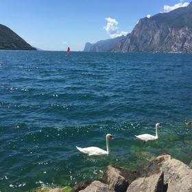 7月初去意大利加尔达湖里瓦小镇拍的，当时两只天鹅正好...
