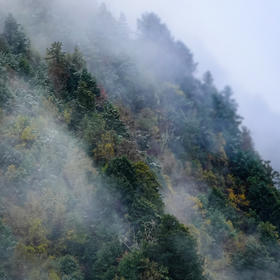 《山间晨雾》，365拍摄计划之86/365，相机作品。川西旅...