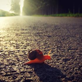 早晨晨跑发现一只蜗牛在公路上慢慢的爬。蜗牛尚且如此...
