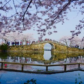无锡鼋头渚长春桥的樱花可以算是无锡的一张名片吧，三...