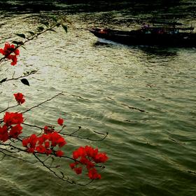 江门蓬江河边，忽见小景，拍后觉有江湖永在花常开之感...