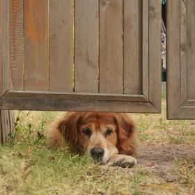 在小区偶遇趴在花园门下的小狗