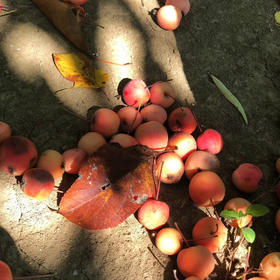 秋天，树林里的光影打在落在地上的果子上。。。...
