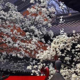 南京灵谷寺的玉兰花，一花一世界，一叶一菩提。它们与...