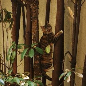 南京总统府看到一只爬树的猫，手机抓拍了两张。猫和树...