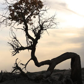 拍摄于阿拉善盟额济纳旗的怪树林。
千古风流，弹指瞬...